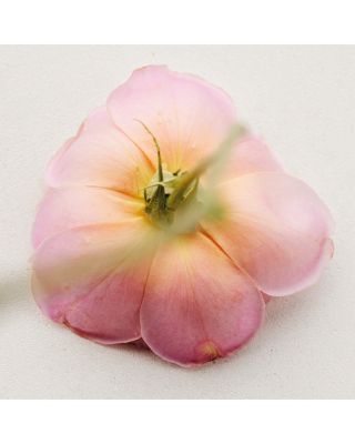 Atelier des Fleurs Rosa Damascena Eau de Parfum 1.6 oz.