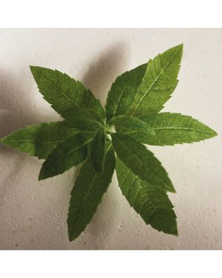 Atelier des Fleurs Verbena Eau de Parfum 5 oz.