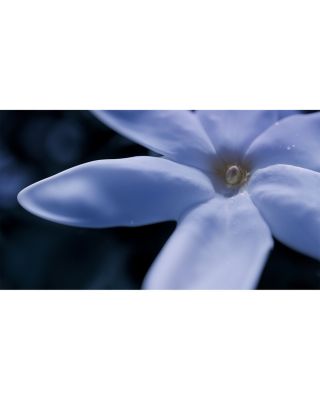 Blue Talisman Extrait de Parfum 1.7 oz.