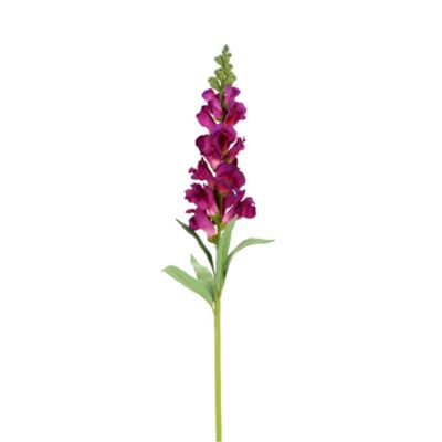 Snapdragon Stem, Set of 12