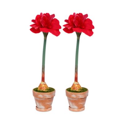 Potted Amaryllis Flowers, Set of 2