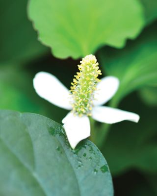 Volumizing Cream Supreme 0.5 oz.