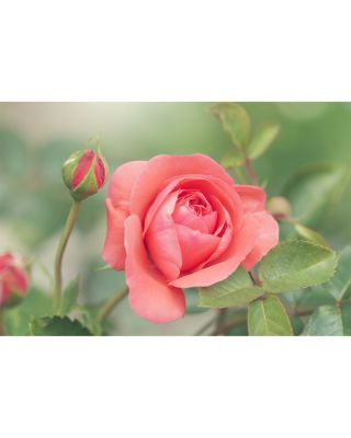 Lalibela Eau de Parfum 2.5 oz.