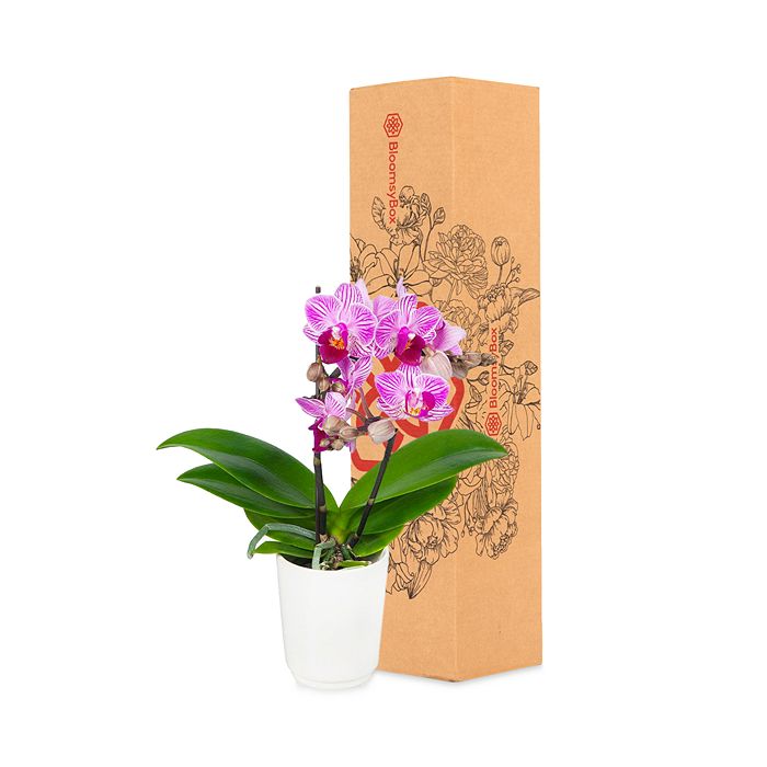 BloomsyBox Cape Town Orchid Plant Bloomingdale's
