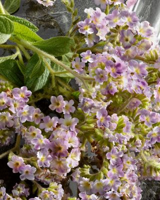 Q Eau de Parfum Intense, 3.3 oz.