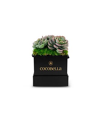 Bella Mini Succulent Hatbox Arrangement