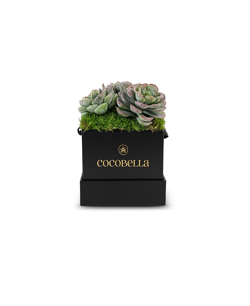 CocoBella Bella Mini Succulent Hatbox Arrangement