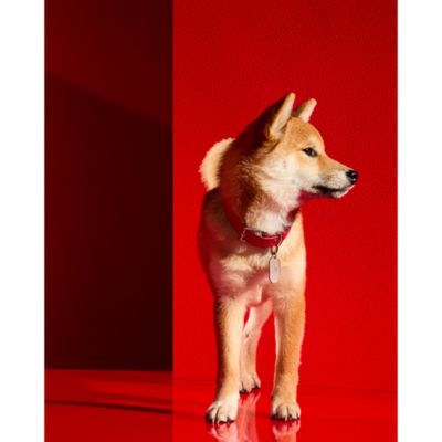 Louxor Red Allure Pet Collar