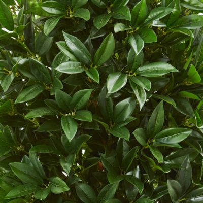 57&amp;quot; Bay Leaf Cone Topiary Tree in Slate Planter UV Resistant (Indoor/Outdoor)