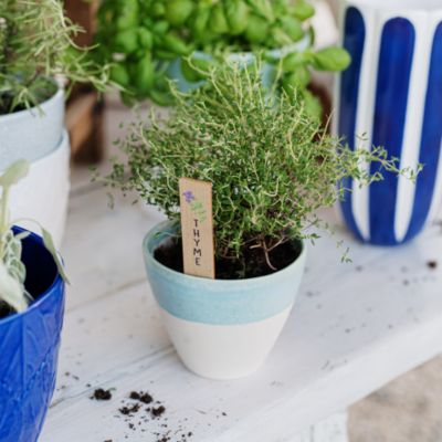 Viva Garden Reactive Small Cachepot