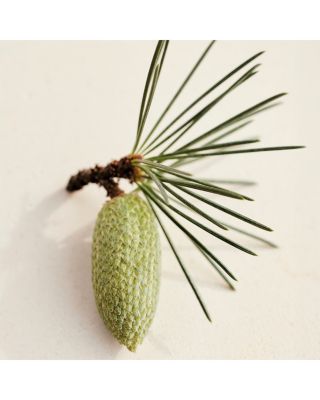 Atelier des Fleurs Cedrus Eau de Parfum 1.6 oz.