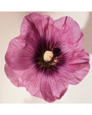 Atelier des Fleurs Hibiscus Abelmoschus Eau de Parfum 5 oz.