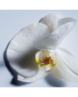 Atelier des Fleurs Orchid&eacute;e de Minuit Eau de Parfum 1.6 oz.