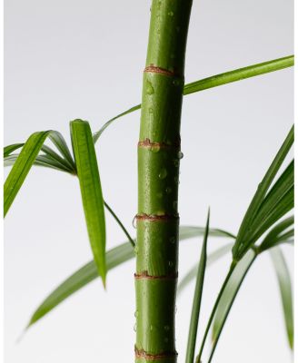 Mighty Bamboo Panthenol Cleanser