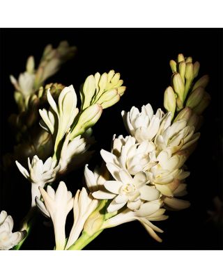 Le Vestiaire des Parfums Gold Eau de Parfum 4.2 oz.