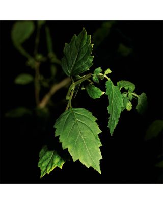 Le Vestiaire des Parfums Tuxedo Eau de Parfum 4.2 oz.