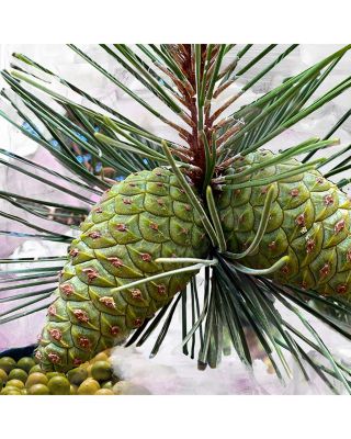 Gypsy Water Body Oil 6.8 oz.