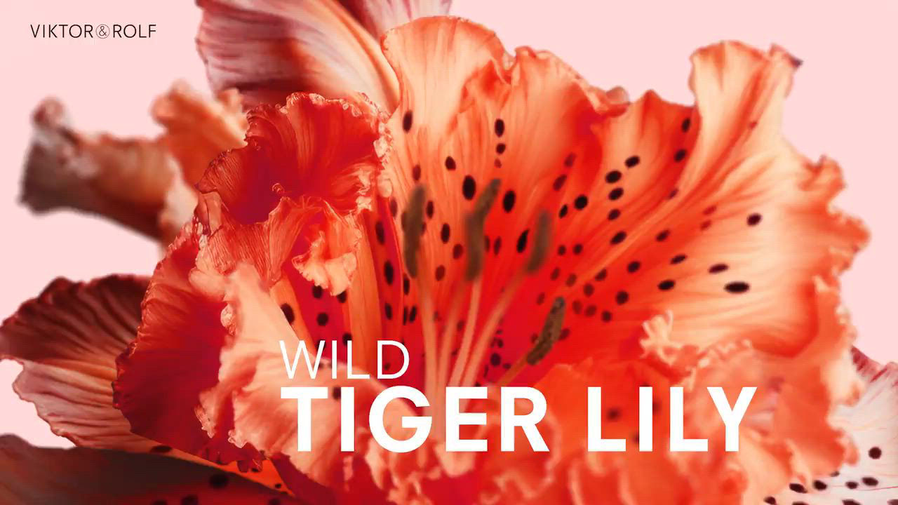 Viktor&Rolf Flowerbomb Tiger Lily Eau de Parfum | Bloomingdale's