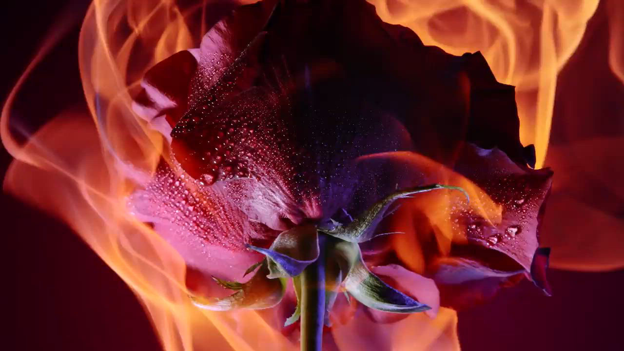 Lancôme Absolue Rose on the Moon Eau de Parfum 3.4 oz